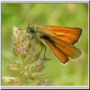 Thymelicus lineola - Schwarzkolbiger Braundickkopffalter m02.jpg